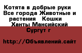 Котята в добрые руки - Все города Животные и растения » Кошки   . Ханты-Мансийский,Сургут г.